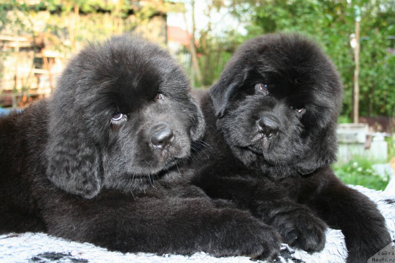 Фото: ньюфаундленд Черная Мафия Ше ис а Ладу (Chernaya Mafia She is a Lady), ньюфаундленд Черная Мафия Шенген Виза (Chernaya Mafia Shengen Visa)