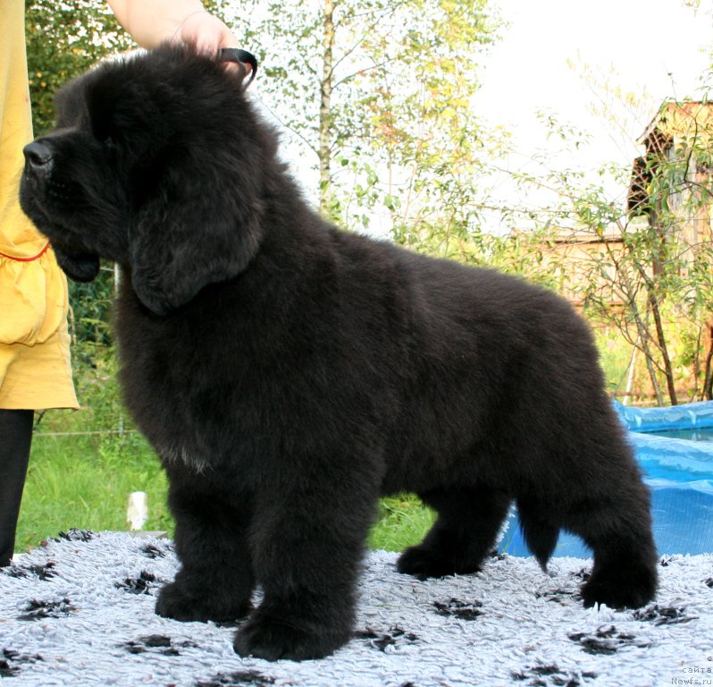Фото: ньюфаундленд Черная Мафия Ше ис а Ладу (Chernaya Mafia She is a Lady)