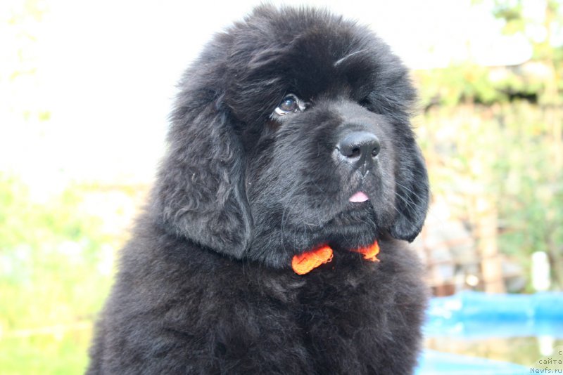 Фото: ньюфаундленд Черная Мафия Ше ис а Ладу (Chernaya Mafia She is a Lady)