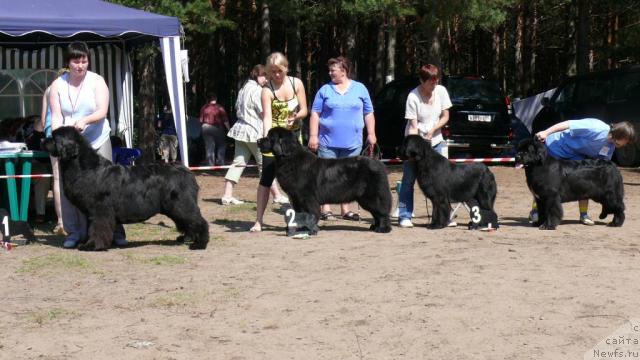 Фото: 1.[d270], 2, 3..., 4, ньюфаундленд Супер Бизон Анталия