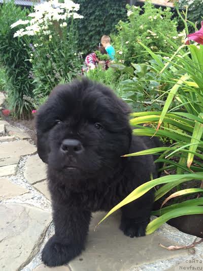 Фото: ньюфаундленд Атос с Берега Дона (Atos s Berega Dona)