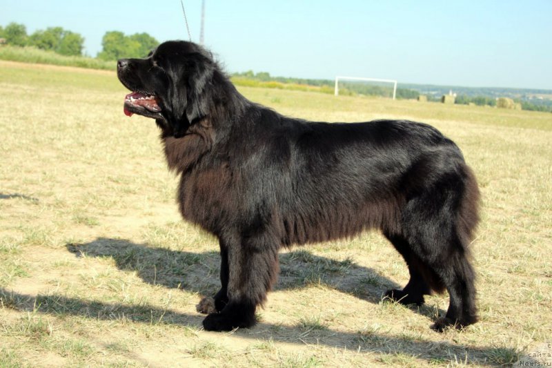 Фотография № 159954