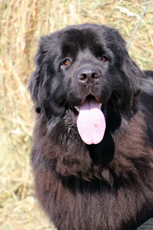 Фотография № 159955