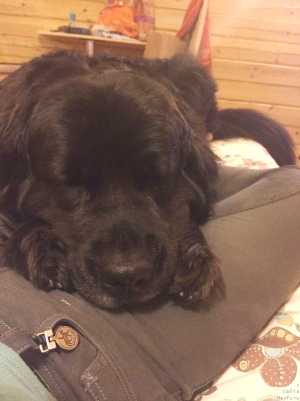 Фото: ньюфаундленд Бонни Флайт