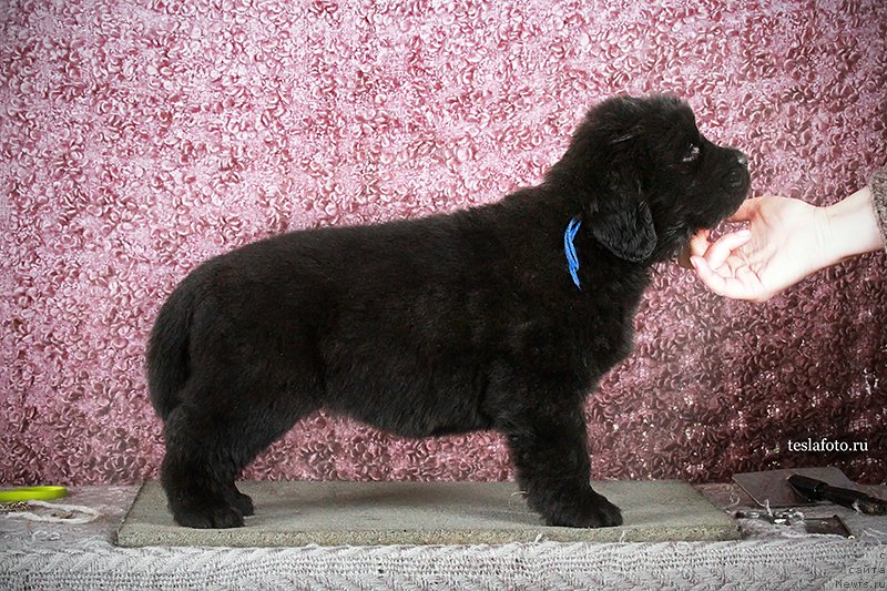 Фото: ньюфаундленд Акватория Келвин Амазинг Вэйв