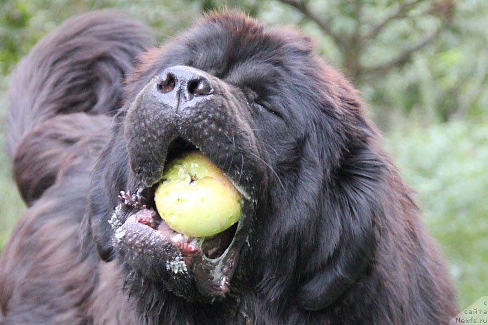 Фото: ньюфаундленд Звездный Дар Афина для Берега Дона (Zvezdnij Dar Afina dlja Berega Dona)