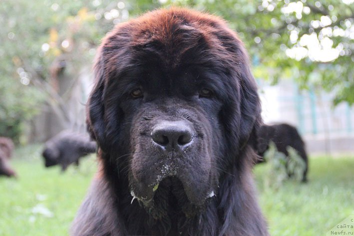 Фотография № 159990