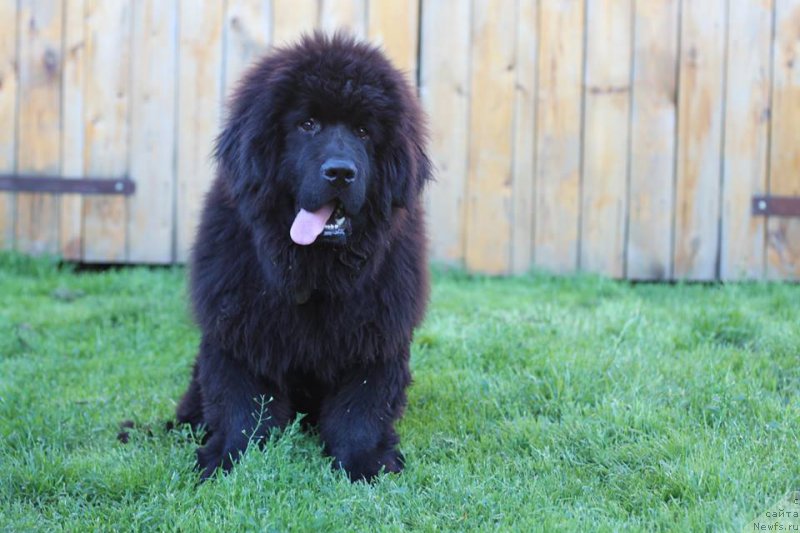 Фото: ньюфаундленд Алекс Хугги Беар Тика