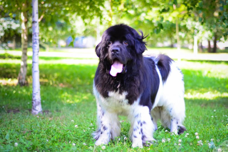 Фото: ньюфаундленд Плюшевая Панда Ферреро Ронд Нуар (Plushevaya Panda Ferrero Rond Noir)