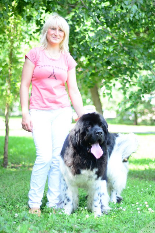 Фото: ньюфаундленд Плюшевая Панда Ферреро Ронд Нуар (Plushevaya Panda Ferrero Rond Noir)