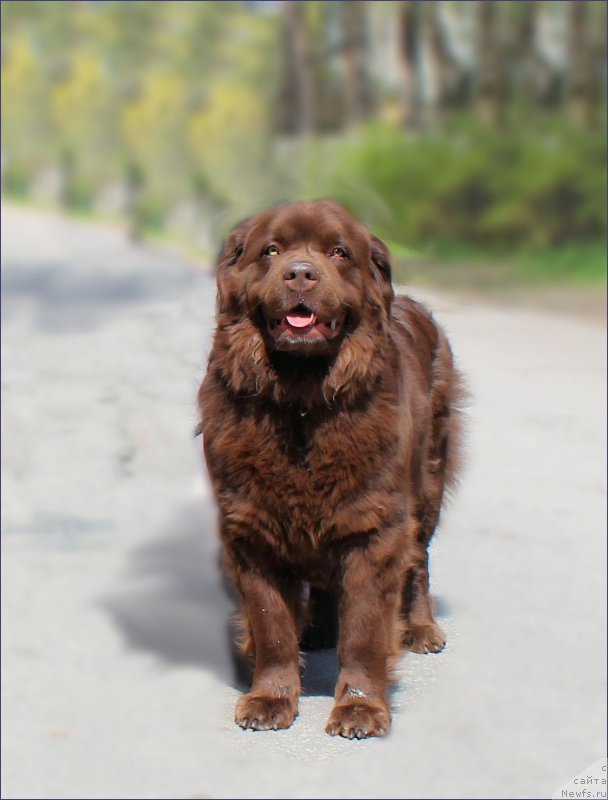 Фото: ньюфаундленд Великий Медведь Камелия