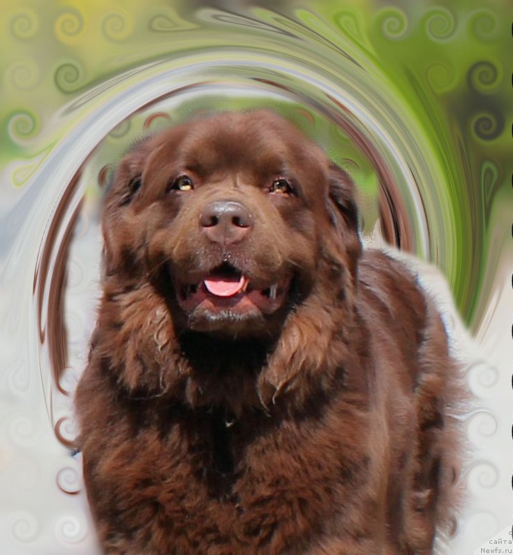 Фото: ньюфаундленд Великий Медведь Камелия