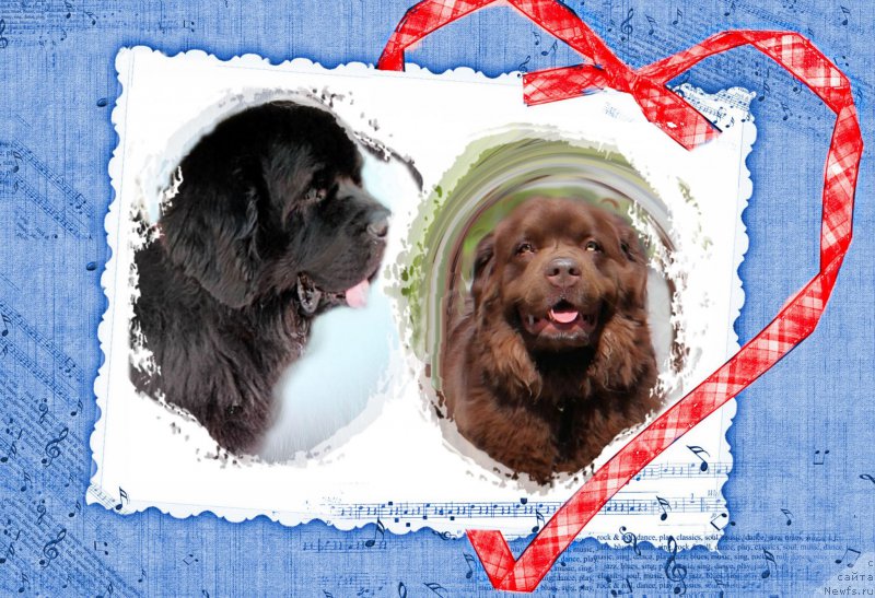 Фото: ньюфаундленд Великий Медведь Камелия, ньюфаундленд Waterbear Arthur