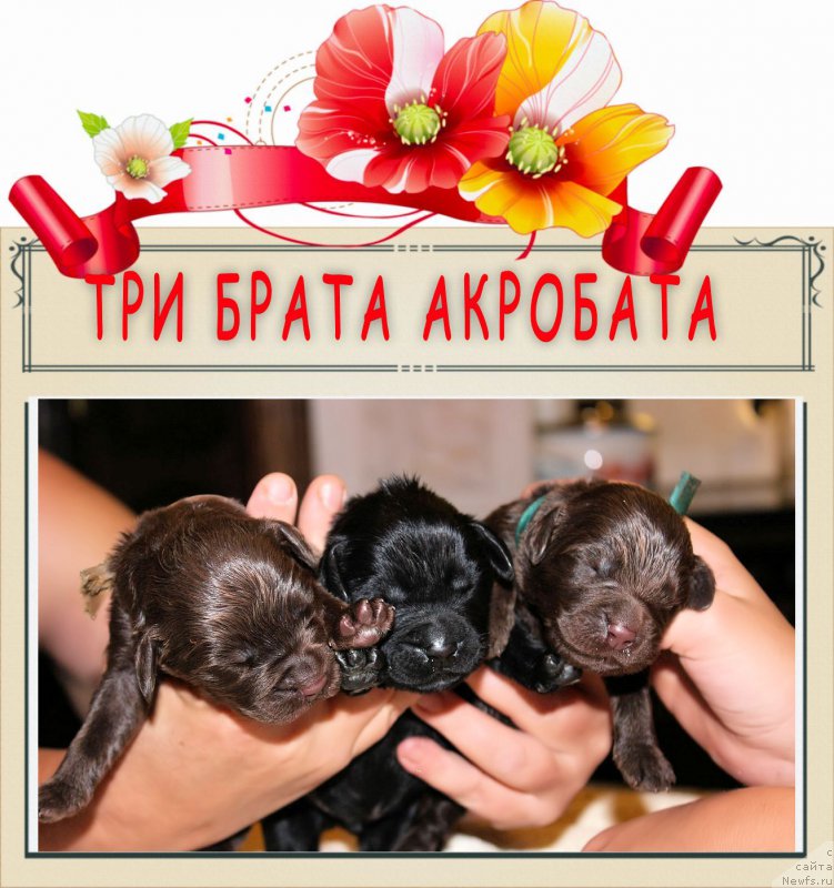 Фотография № 160003