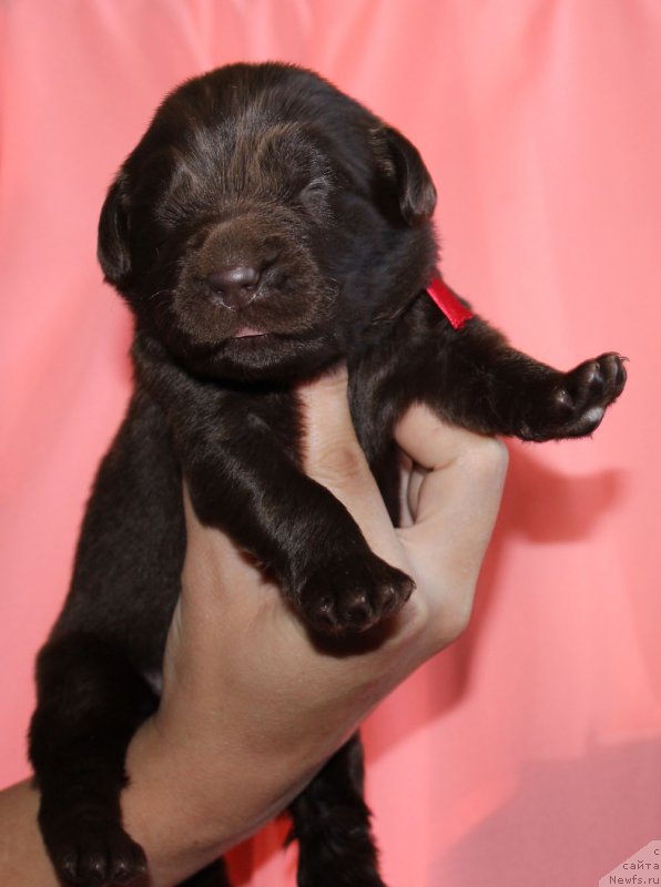 Фотография № 160011