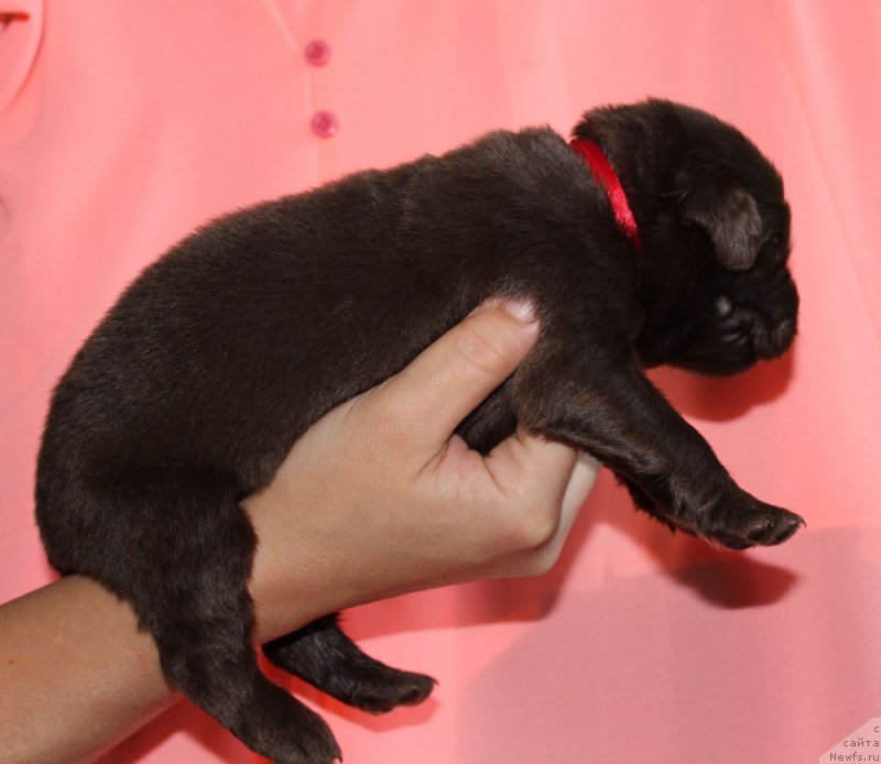 Фотография № 160012