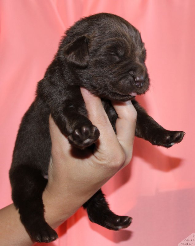 Фотография № 160013