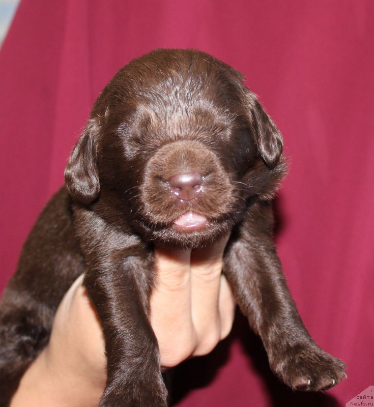 Фотография № 160015