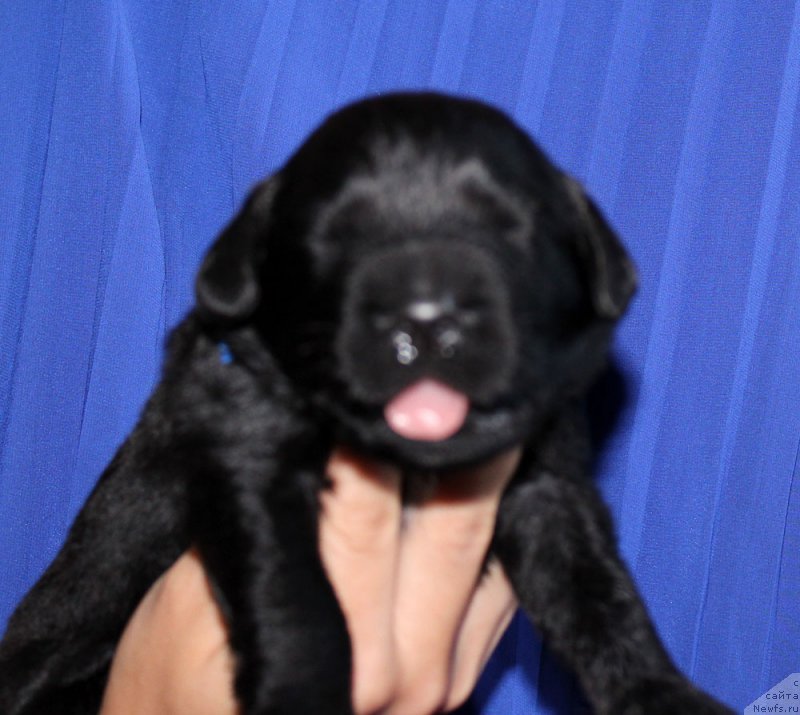 Фото: ньюфаундленд Браунблад МСК Хелфи Бэст Армани (Brownblood MSK Helfi Best Armani)