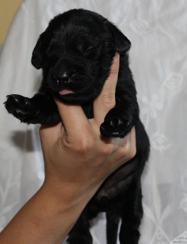 Фотография № 160023