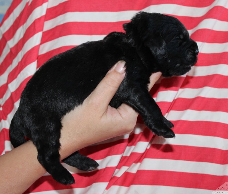 Фотография № 160024