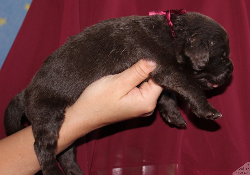 Фотография № 160026