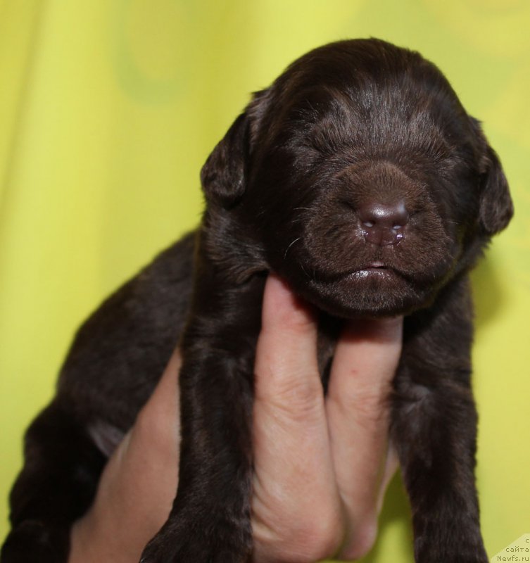 Фотография № 160027