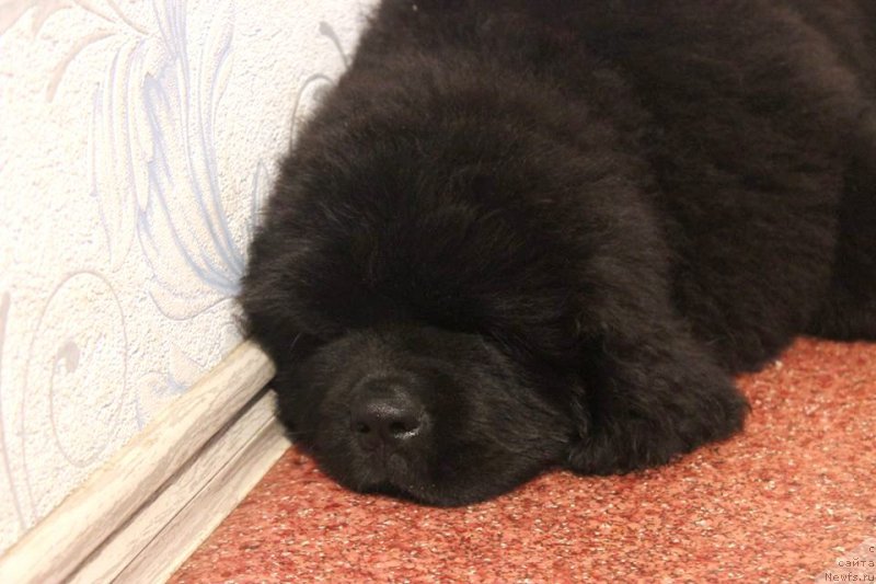 Фото: ньюфаундленд Черная Мафия Ше ис а Ладу (Chernaya Mafia She is a Lady)