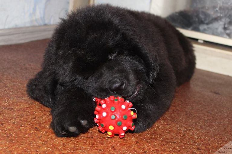 Фото: ньюфаундленд Черная Мафия Ше ис а Ладу (Chernaya Mafia She is a Lady)