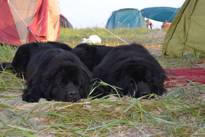 Фото: ньюфаундленд Талисман Моря Магия Волн, ньюфаундленд I'm Little Princess Midnight Bear