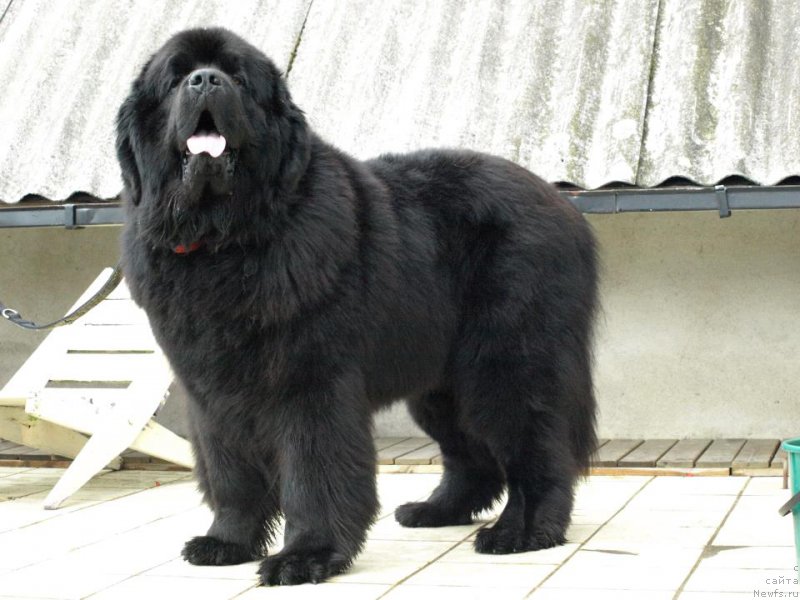 Фото: ньюфаундленд Waterbear Arthur