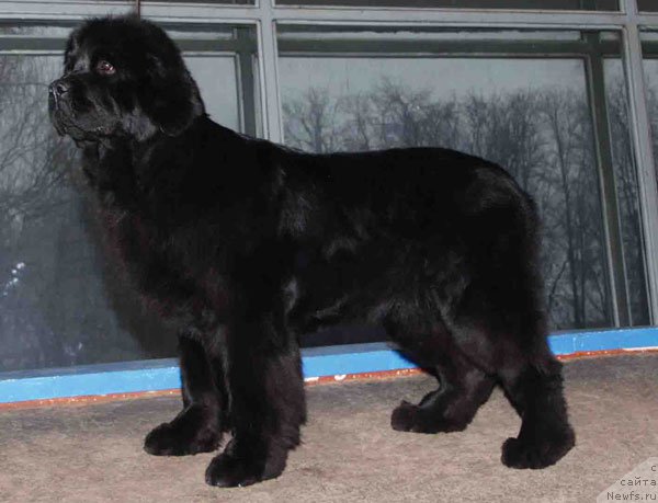 Фото: ньюфаундленд Верона Вялiкi Мядзведзь (Verona Vialiki Miadzvedz)