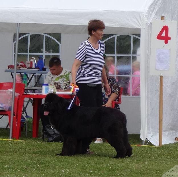 Фото: ньюфаундленд Waterbear Deedee