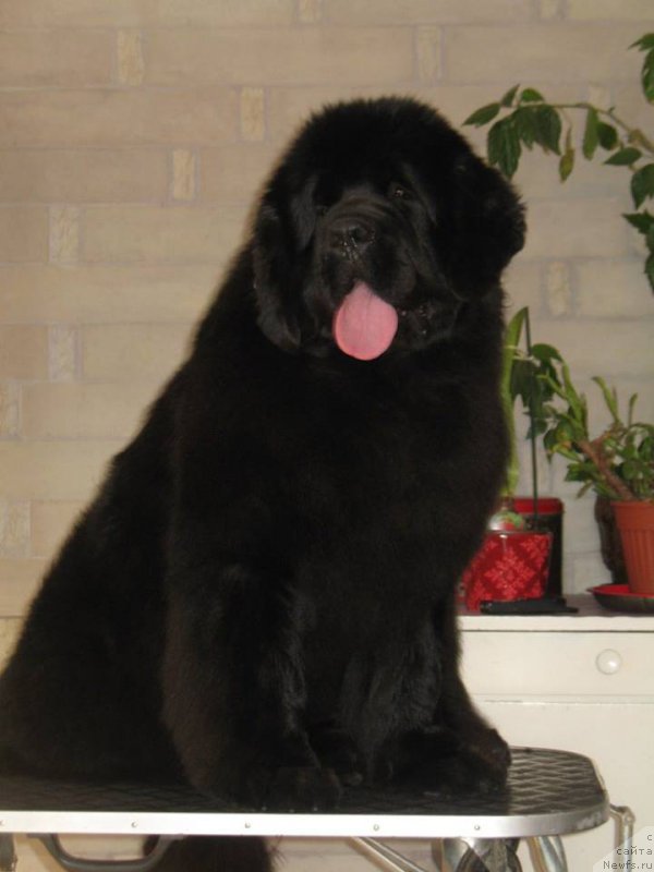Фото: ньюфаундленд Newgraden Scottish Lady