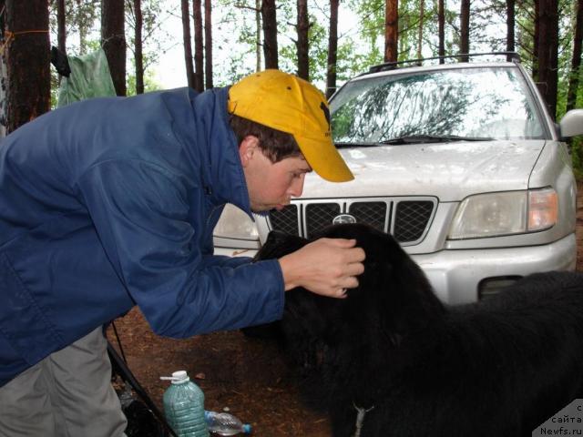 Фото: ньюфаундленд Антей Тревеллеринтайм, Александр Нечваль