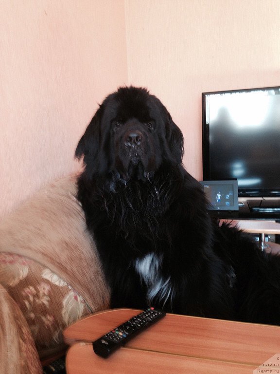 Фото: ньюфаундленд Аквиан Сонг Инвизибел Энжел