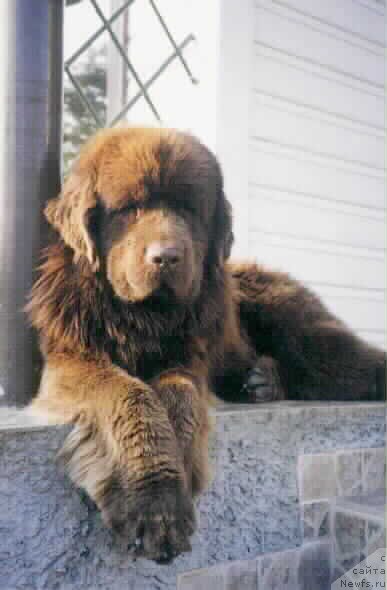 Фото: ньюфаундленд Apollo Bar von Neufundland