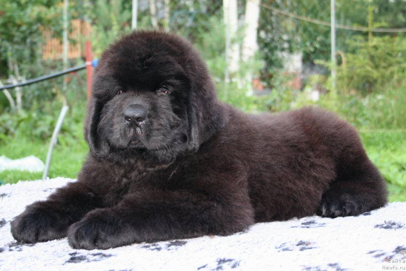 Фото: ньюфаундленд Черная Мафия Шот ин тхе Дарк (Chernaya Mafia Shot in the Dark)