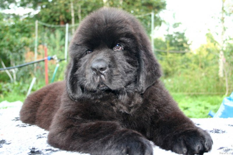 Фото: ньюфаундленд Черная Мафия Шот ин тхе Дарк (Chernaya Mafia Shot in the Dark)