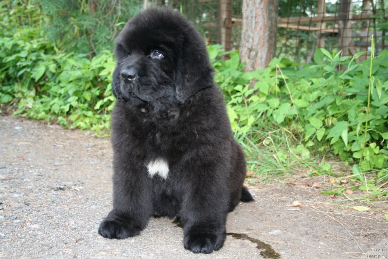 Фото: ньюфаундленд Черная Мафия Шот ин тхе Дарк (Chernaya Mafia Shot in the Dark)
