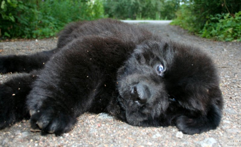 Фото: ньюфаундленд Черная Мафия Шот ин тхе Дарк (Chernaya Mafia Shot in the Dark)