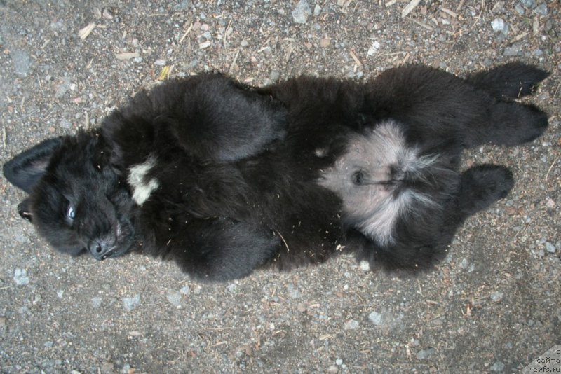 Фото: ньюфаундленд Черная Мафия Шот ин тхе Дарк (Chernaya Mafia Shot in the Dark)