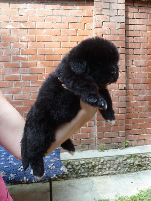 Фото: ньюфаундленд Супер Премиум Регата