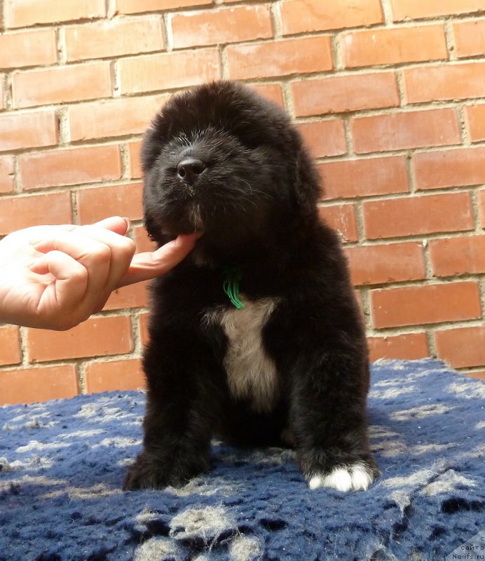 Фото: ньюфаундленд Супер Премиум Регата