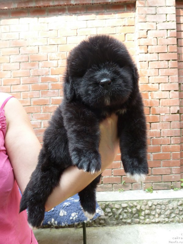 Фото: ньюфаундленд Супер Премиум Регата