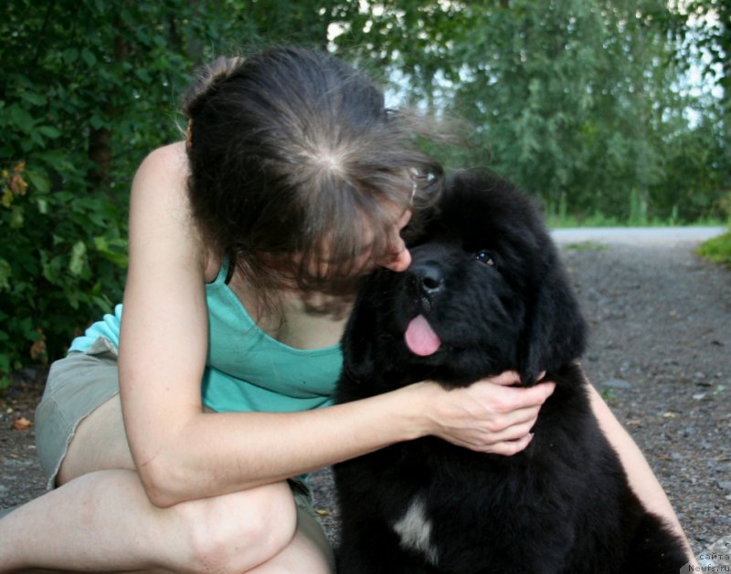 Фото: ньюфаундленд Черная Мафия Шот ин тхе Дарк (Chernaya Mafia Shot in the Dark)