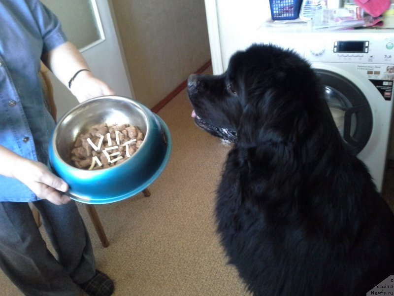 Фото: ньюфаундленд Екселент Стил  из Медвежьего Яра