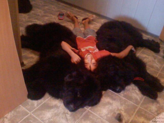 Фото: ньюфаундленд Аким из Волотова (Akim iz Volotova)