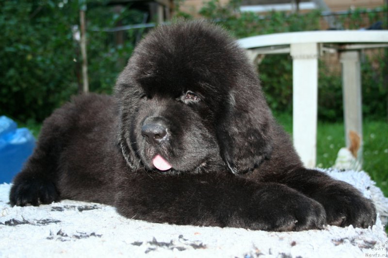 Фотография № 160149