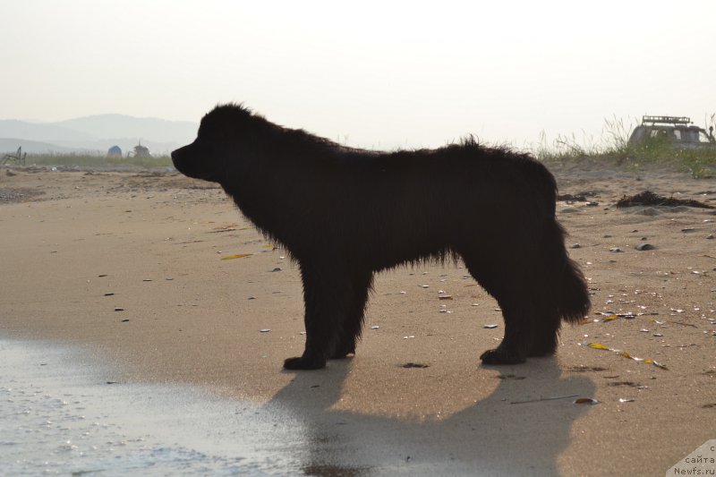 Фото: ньюфаундленд Талисман Моря Магия Волн